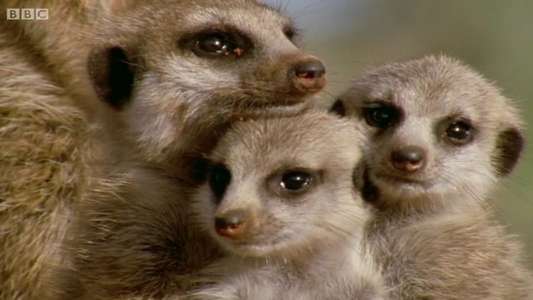 Animal Super Parents - Backdrop