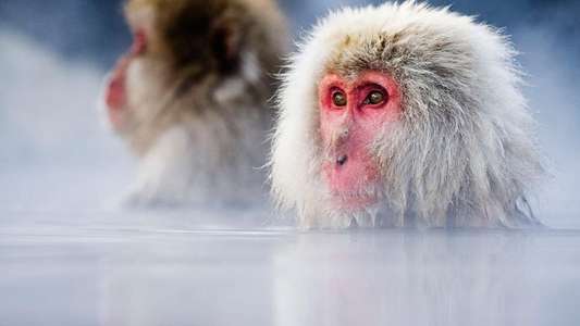 Japan: Earth's Enchanted Islands - Backdrops