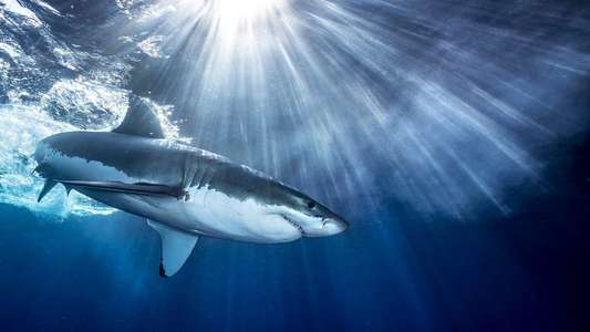 Shark - Backdrops