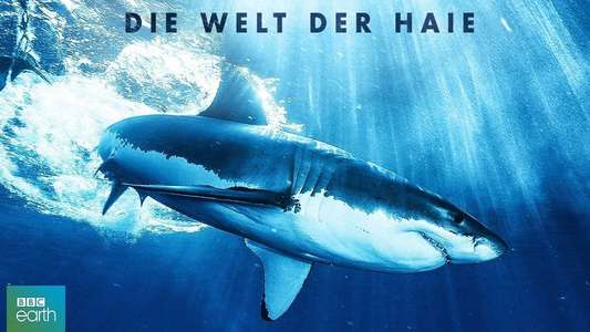 Shark - Backdrops