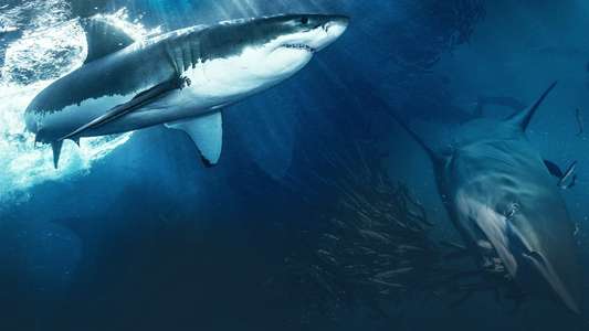 Shark - Backdrops