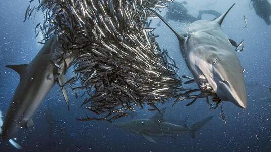 Shark - Backdrops