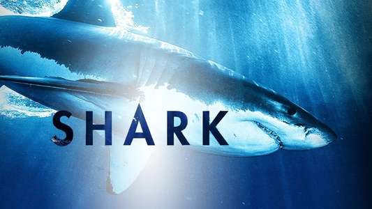 Shark - Backdrops