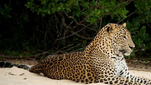 Wild Sri Lanka - Backdrop