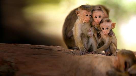 Wild Sri Lanka - Backdrop