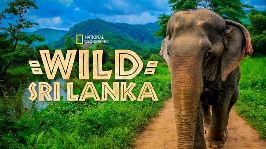 Wild Sri Lanka - Backdrop