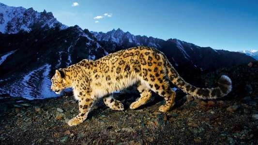 National Geographic Explorer - Backdrop