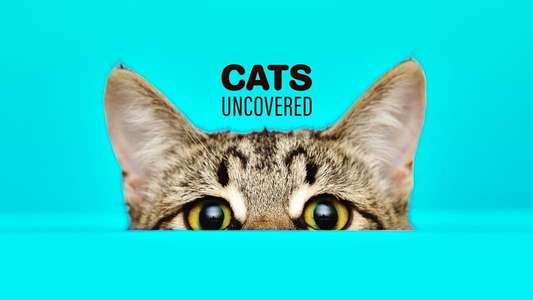 Cat Watch 2014: The New Horizon Experiment - Backdrop