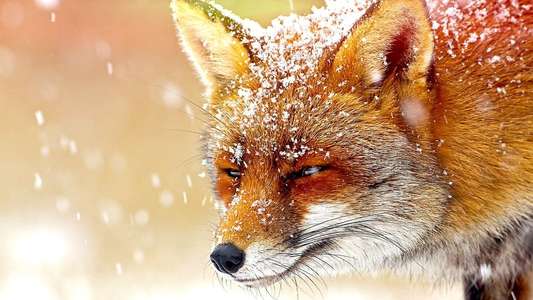 The Wonder of Animals - Backdrops