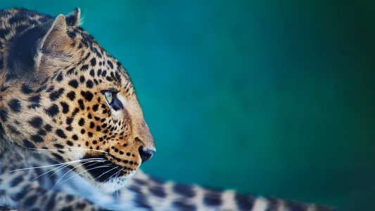 The Wonder of Animals - Backdrops
