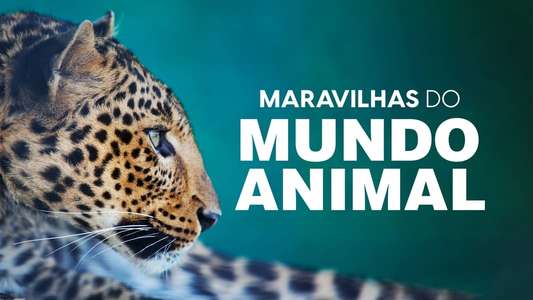 The Wonder of Animals - Backdrops