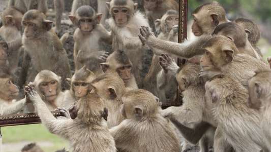 Monkey Planet - Backdrop