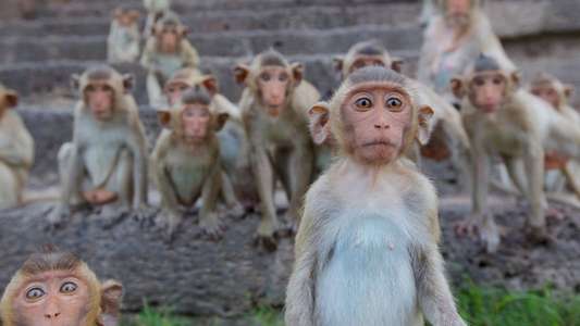 Monkey Planet - Backdrop