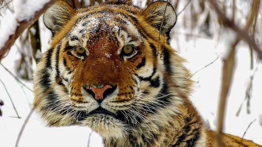Operation Snow Tiger - Backdrop