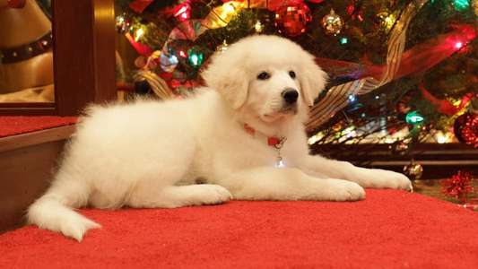 The Search for Santa Paws - Backdrop