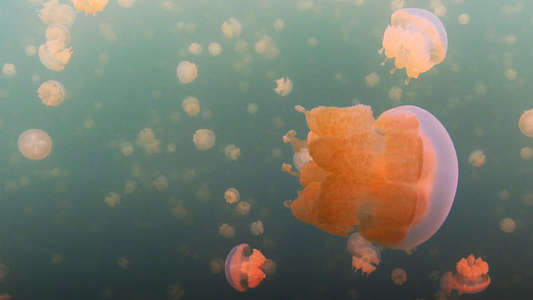 Wonders of Life - Backdrop