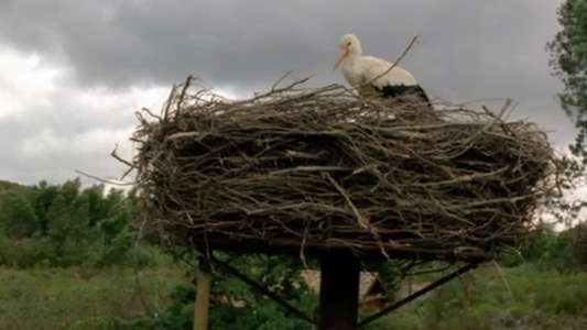 Flight of the Storks - Backdrops
