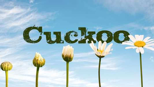Cuckoo - Backdrops