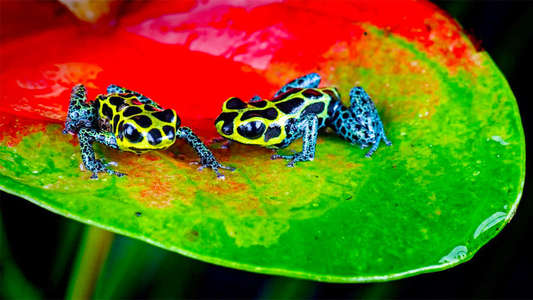 Nature's Microworlds - Backdrop
