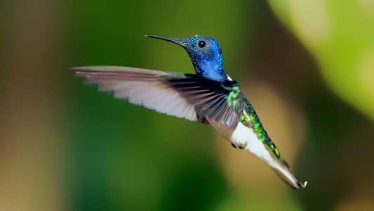 Secrets of Our Living Planet - Backdrops