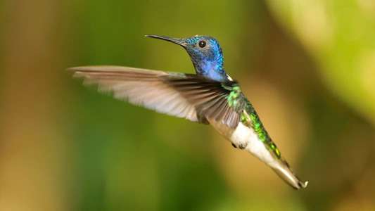 Secrets of Our Living Planet - Backdrops