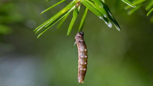 Secrets of Our Living Planet - Backdrops