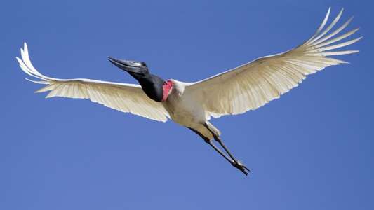 Secrets of Our Living Planet - Backdrops