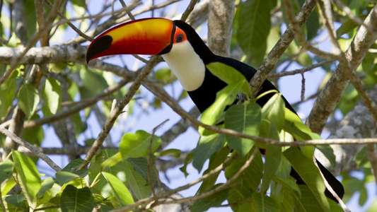 Secrets of Our Living Planet - Backdrops