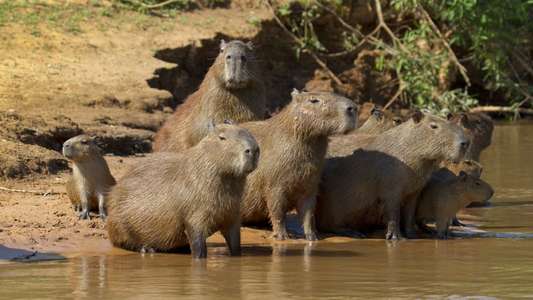 Secrets of Our Living Planet - Backdrops