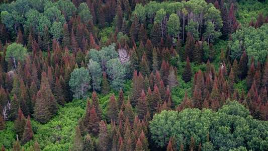 Secrets of Our Living Planet - Backdrops