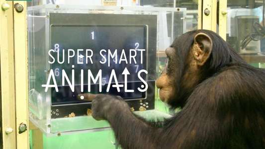 Super Smart Animals - Backdrop