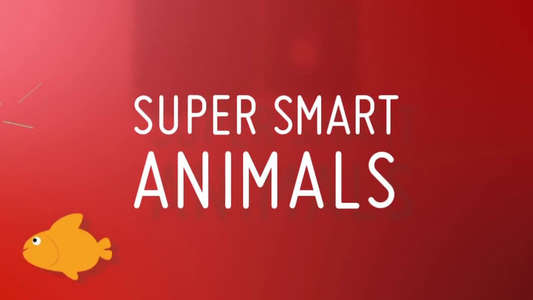 Super Smart Animals - Backdrop