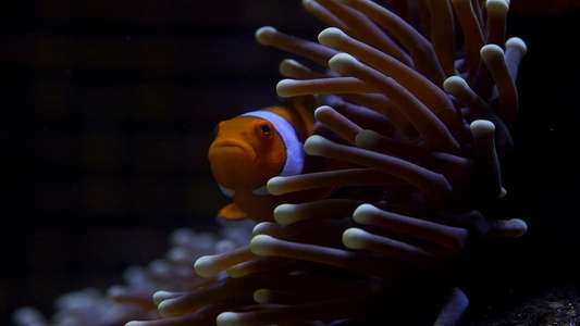 Great Barrier Reef - Backdrops