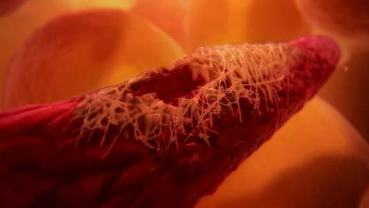 Inside the Human Body - Backdrop