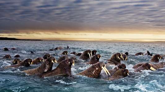 Great Migrations - Backdrop