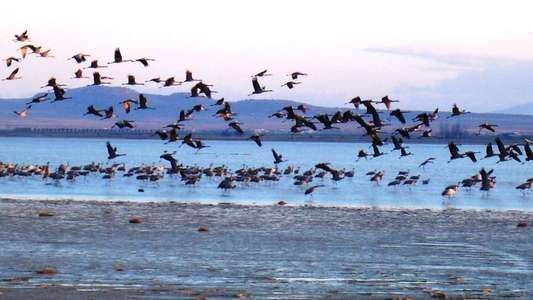 Great Migrations - Backdrop