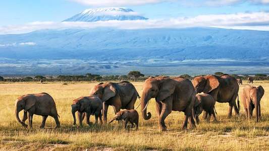 Great Migrations - Backdrop