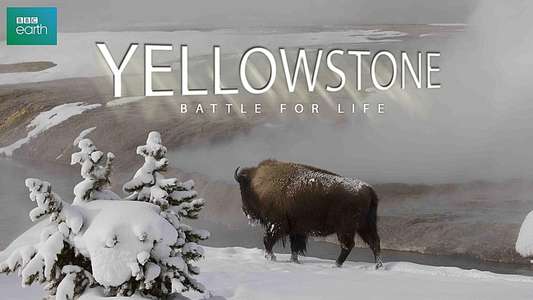 Yellowstone - Backdrop