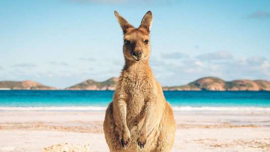 Bondi Vet - Backdrops