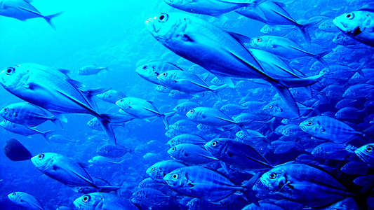 Pacific Abyss - Backdrop