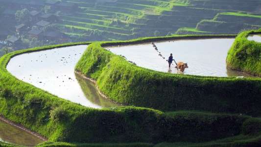Wild China - Backdrop