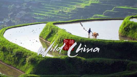 Wild China - Backdrop
