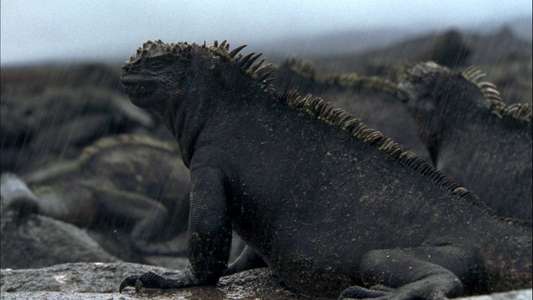 Galapagos - Backdrops