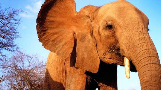Elephant Diaries - Backdrop