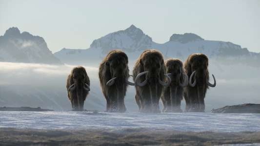 Life on Our Planet - Backdrops