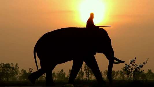 When Elephants Were Young - Backdrop