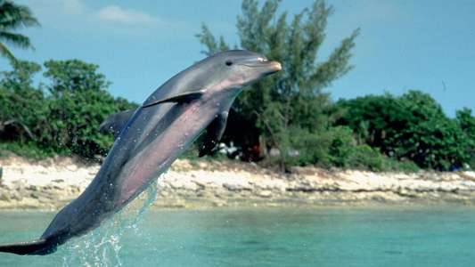 Flipper - Backdrops
