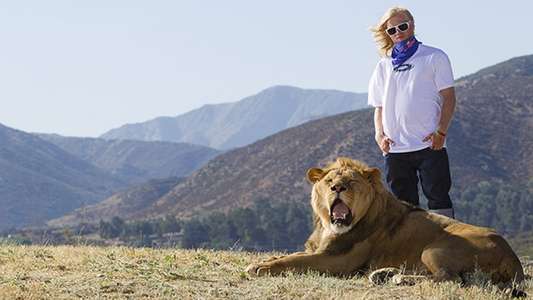 Like a Lion - Backdrop