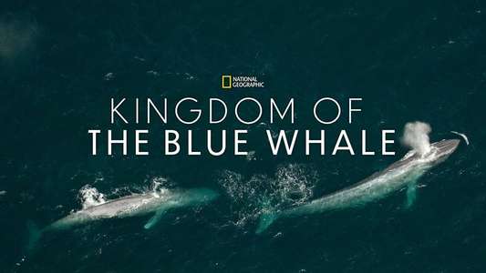 Kingdom of the Blue Whale - Backdrop