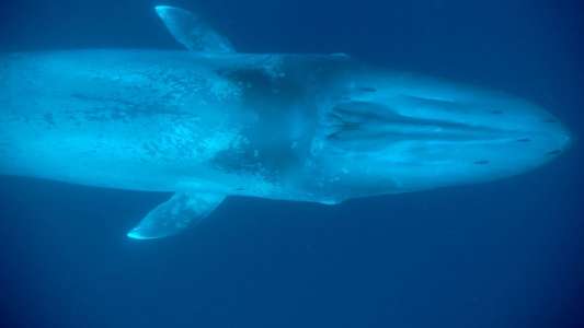 Kingdom of the Blue Whale - Backdrop